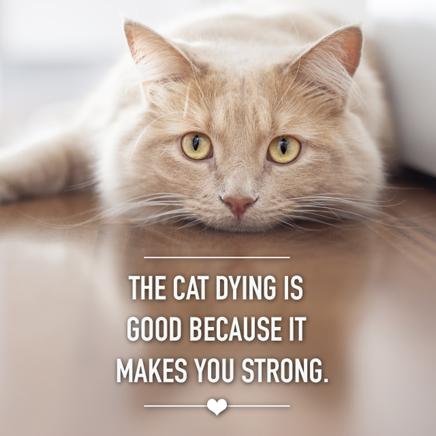Illustration for article titled 6 Beautiful Quotes To Get You Through The Death Of A Pet
